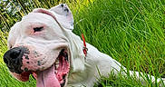 Tyron a rejoint le concours — aidez-le/la à gagner de superbes lots ! dog, white_dog, tongue_out, grass, greenery, outdoor, happy, pet, canine, nature, summer, collar, playful, close_up, animal, relaxing, sunlight, snout, ears, leisure