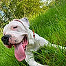 dog, white_dog, tongue_out, grass, greenery, outdoor, happy, pet, canine, nature, summer, collar, playful, close_up, animal, relaxing, sunlight, snout, ears, leisure