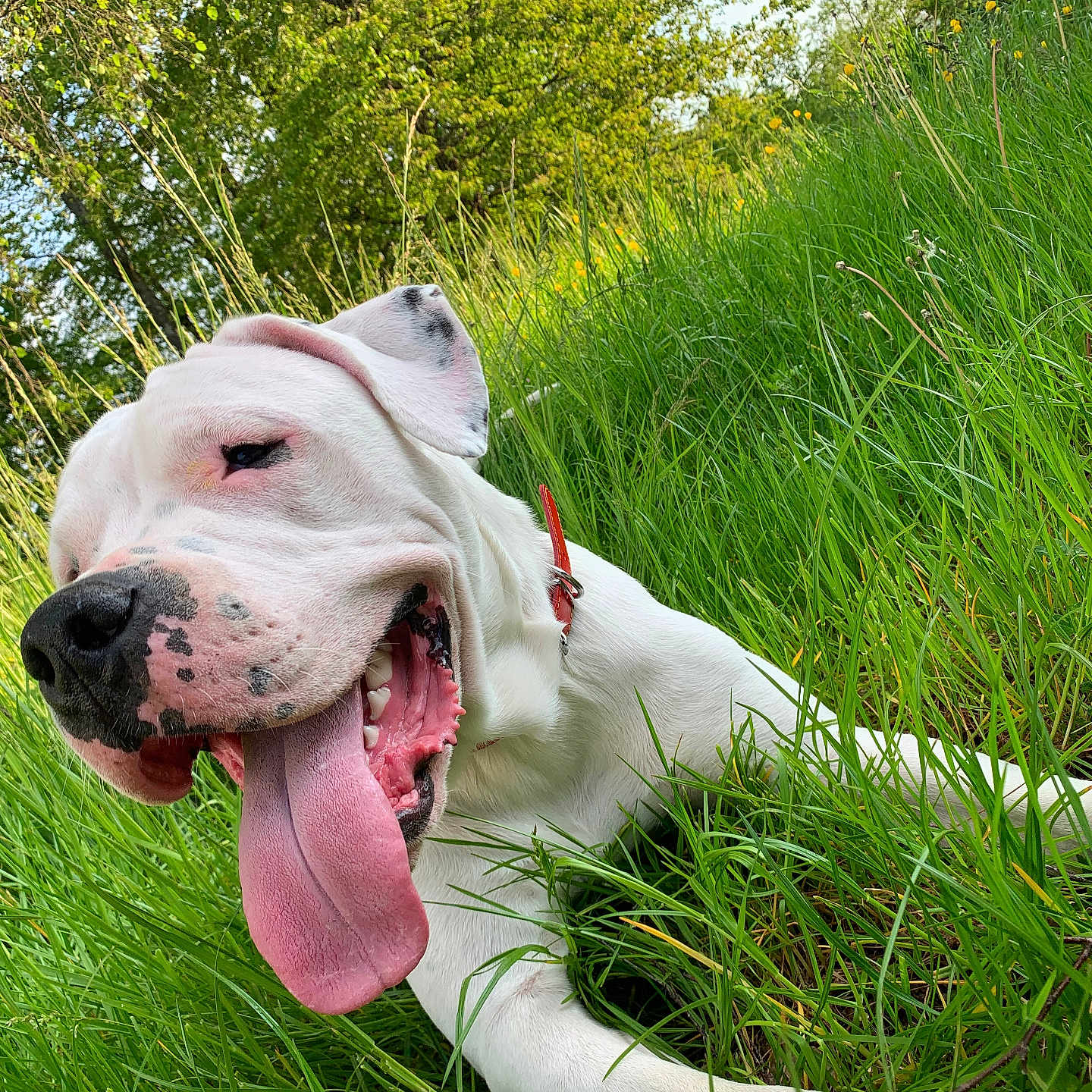 Tyron a rejoint le concours — aidez-le/la à gagner de superbes lots ! dog, white_dog, tongue_out, grass, greenery, outdoor, happy, pet, canine, nature, summer, collar, playful, close_up, animal, relaxing, sunlight, snout, ears, leisure
