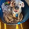 Tyron a rejoint le concours — aidez-le/la à gagner de superbes lots ! dog, pet, bed, blanket, toy, blue_bed, floor, sunlight, shadow, tile_floor, indoor, animal, canine, playful, resting, happy, mouth_open, ears, nose, paw