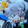 Tyron a rejoint le concours — aidez-le/la à gagner de superbes lots ! puppy, dog, white_dog, car_interior, blanket, stuffed_toy, leash, keys, paw, sleeping, close_up, collar, cozy, resting, pet, cute, domestic_animal, seat, animal, travel