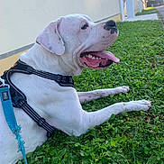 Tyron participe au concours pour gagner de l'argent avec cette photo : dog, white_dog, black_spots, leash, harness, grass, outdoor, pet, tongue_out, lying_down, sunlight, wall, greenery, happy, animal, nature, canine, daytime, side_view, resting