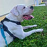 dog, white_dog, black_spots, leash, harness, grass, outdoor, pet, tongue_out, lying_down, sunlight, wall, greenery, happy, animal, nature, canine, daytime, side_view, resting