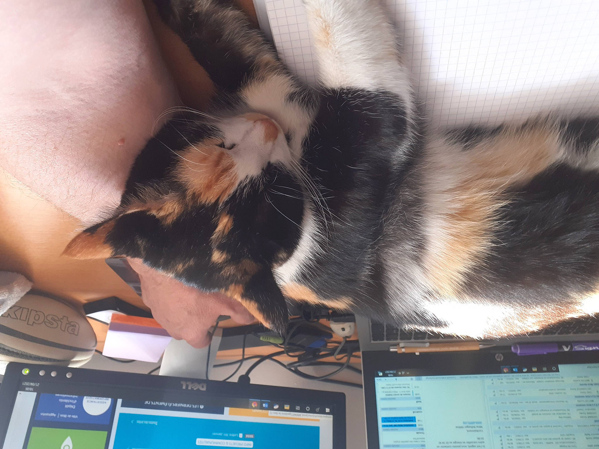 Queeny a rejoint le concours — aidez-le/la à gagner de superbes lots ! audio_equipment, cat, comfort, communication_device, computer, computer_hardware, computer_monitor, display_device, domestic_short_haired_cat, electronic_device, felidae, fur, gadget, multimedia, output_device, small_to_medium_sized_cats, tablet_computer, tail, technology, whiskers