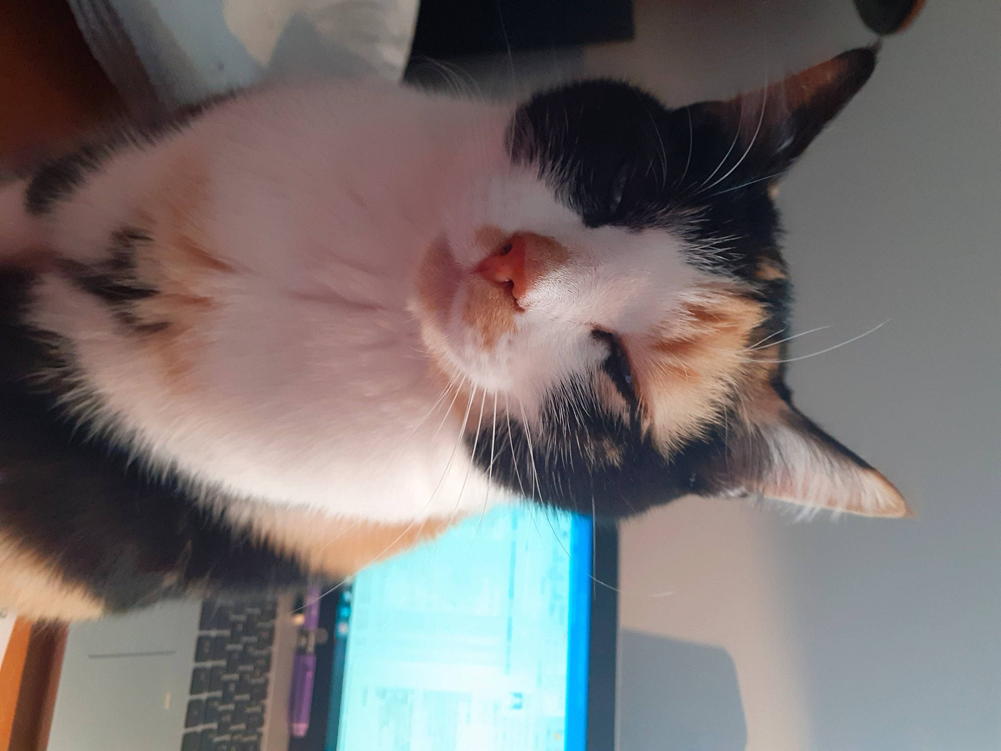 Queeny participe au concours pour gagner de l'argent avec cette photo : carnivore, cat, comfort, computer_hardware, computer_keyboard, domestic_short_haired_cat, ear, eye, felidae, fur, input_device, jaw, leg, nose, paw, peripheral, small_to_medium_sized_cats, snout, tail, whiskers