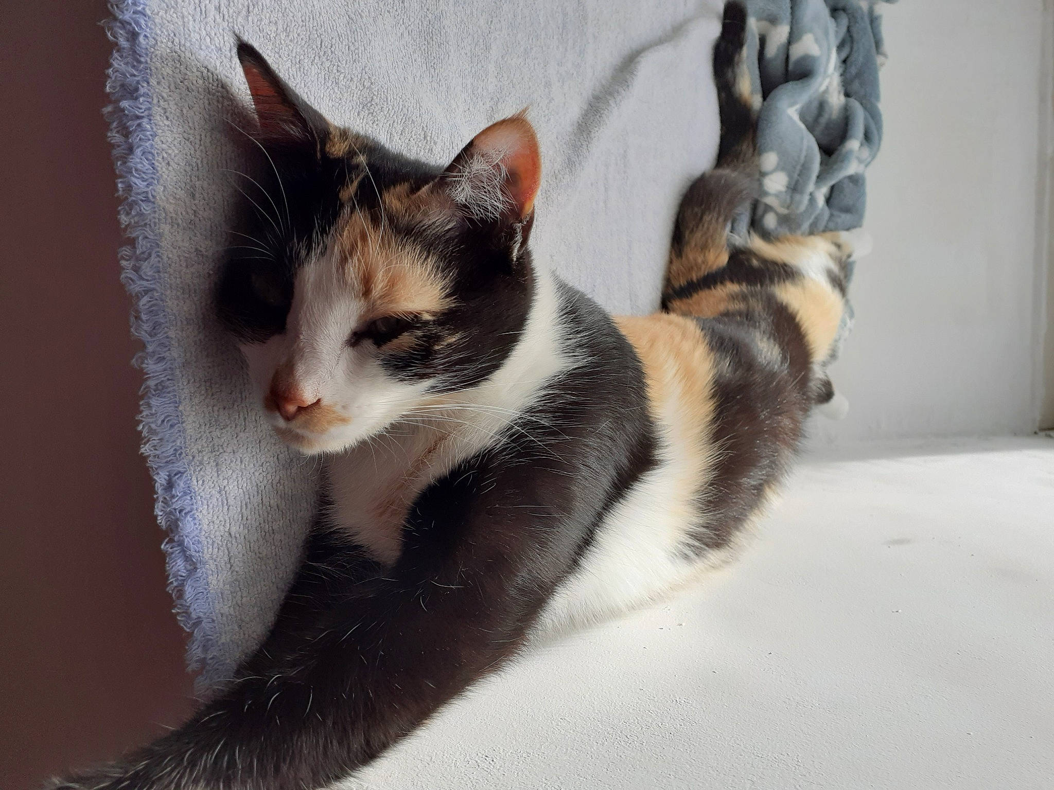 Queeny participe au concours pour gagner de l'argent avec cette photo : carnivore, cat, claw, domestic_short_haired_cat, eye, felidae, foot, fur, head, human_body, paw, plant, small_to_medium_sized_cats, snout, tail, tree, whiskers, wildlife, window, wood