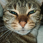 Nana a rejoint le concours — aidez-le/la à gagner de superbes lots ! animal, cat, close_up, cute, domestic, ears, expression, eyes, face, feline, fur, indoor, mammal, nose, pet, portrait, relaxed, sleepy, tabby, whiskers