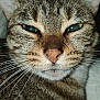 animal, cat, close_up, cute, domestic, ears, expression, eyes, face, feline, fur, indoor, mammal, nose, pet, portrait, relaxed, sleepy, tabby, whiskers