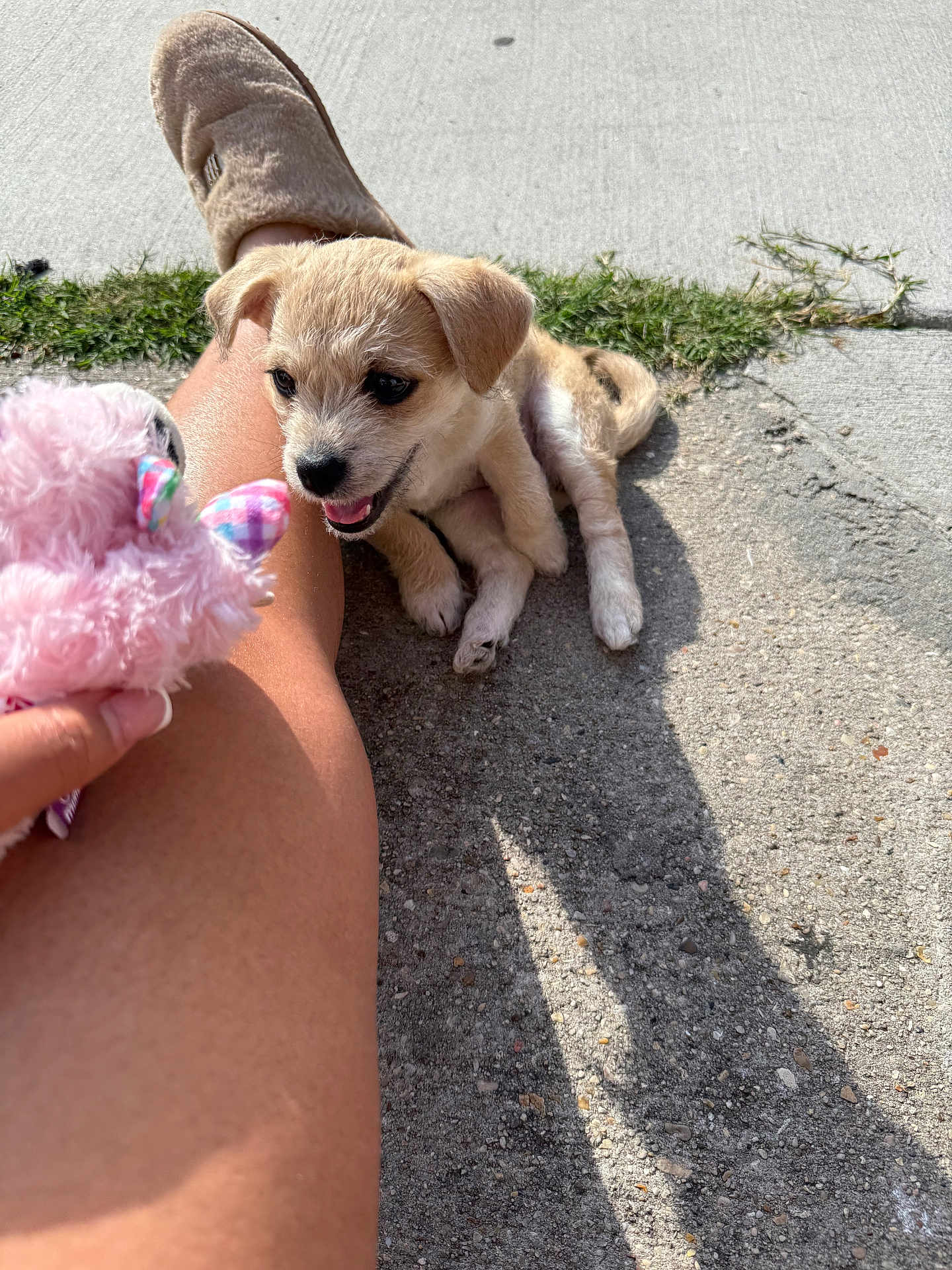 Queen is registered to the contest to win money with this photo: puppy, dog, sidewalk, shadow, person, leg, slipper, toy, pink, outdoor, sunlight, grass, happy, cute, pet, playing, animal, summer, casual, relaxing