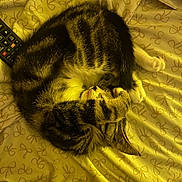 Joy is registered to the contest to win money with this photo: bedding, blanket, cat, cozy, curled_up, domestic_cat, fur, home, indoor, nap, patterned_sheet, paw, pet, relaxation, remote_control, sleeping, soft_lighting, striped, tabby_cat, whiskers