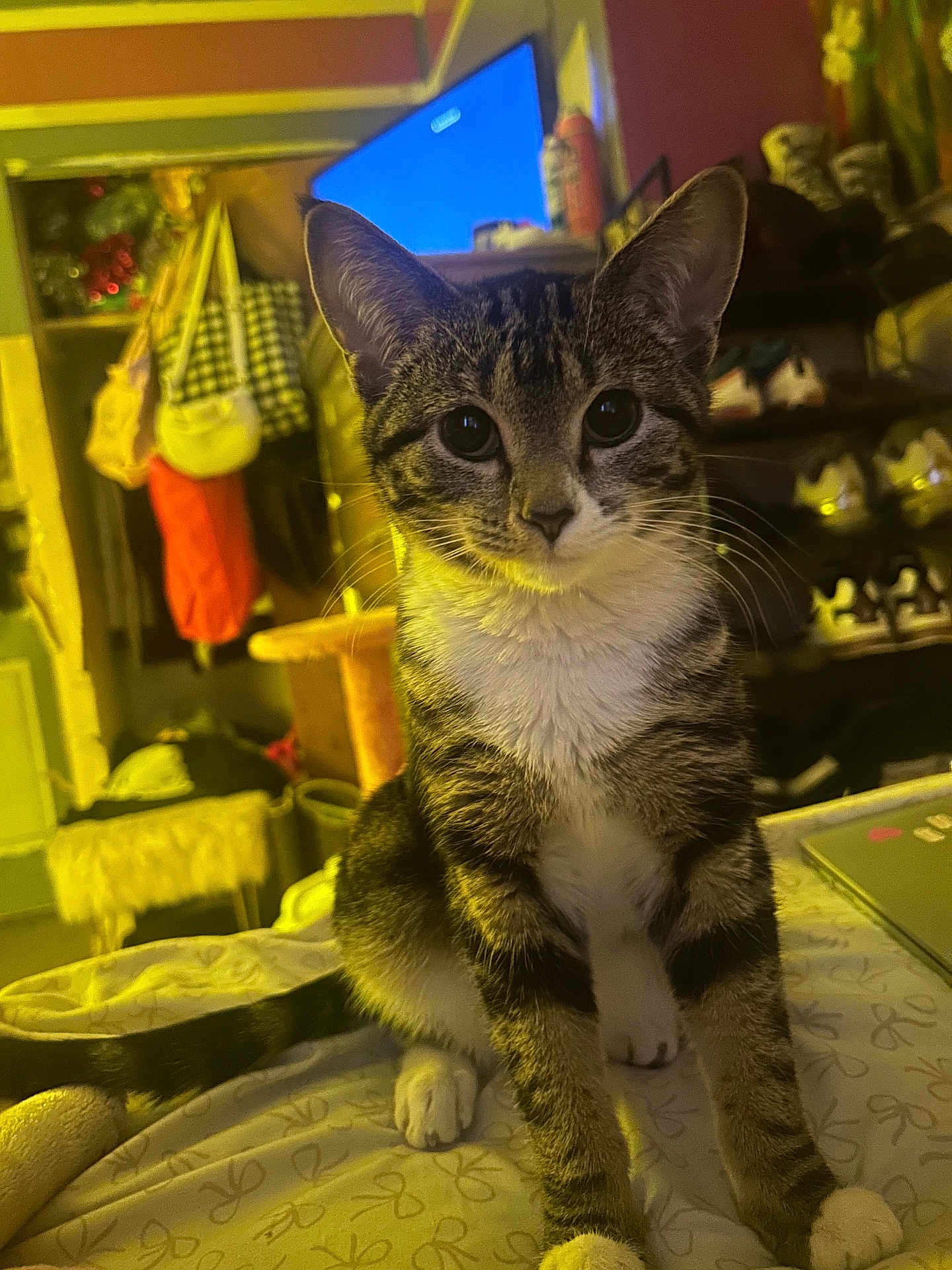 Joy joined the competition — help win amazing prizes! cat, tabby, kitten, indoor, bedroom, whiskers, big_eyes, paws, ears, tail, pet, portrait, blanket, couch, shelf, shoes, tv, laptop, cozy, feline