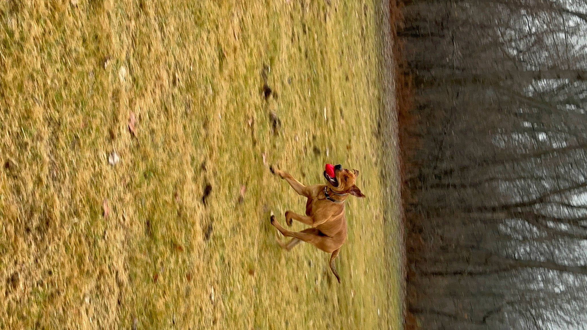 Stanley joined the competition — help win amazing prizes! adventure, beak, extreme_sport, fawn, fun, grass, landscape, leisure, people_in_nature, recreation, rock_climbing_equipment, slope, soil, sport_climbing, sports, toy, tree, trunk, wildlife, wood