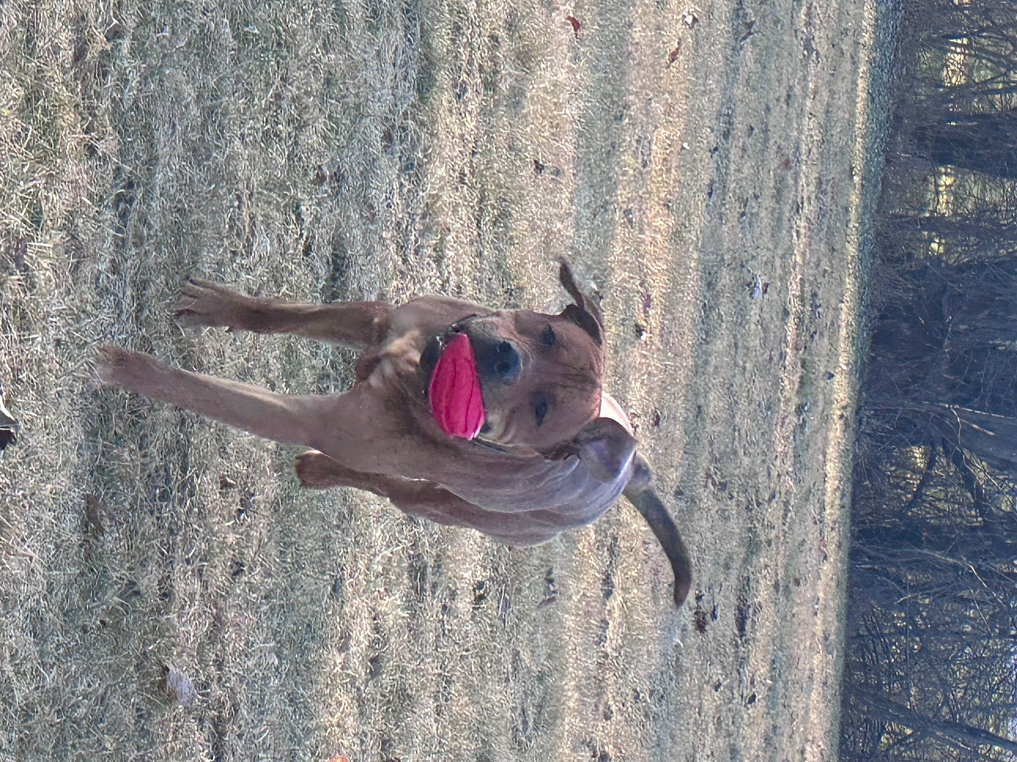 Stanley joined the competition — help win amazing prizes! bridle, canidae, dress, fawn, fun, grass, hand, landscape, leisure, people_in_nature, plant, recreation, soil, sporting_group, sunglasses, tail, tree, trunk, wood, woody_plant