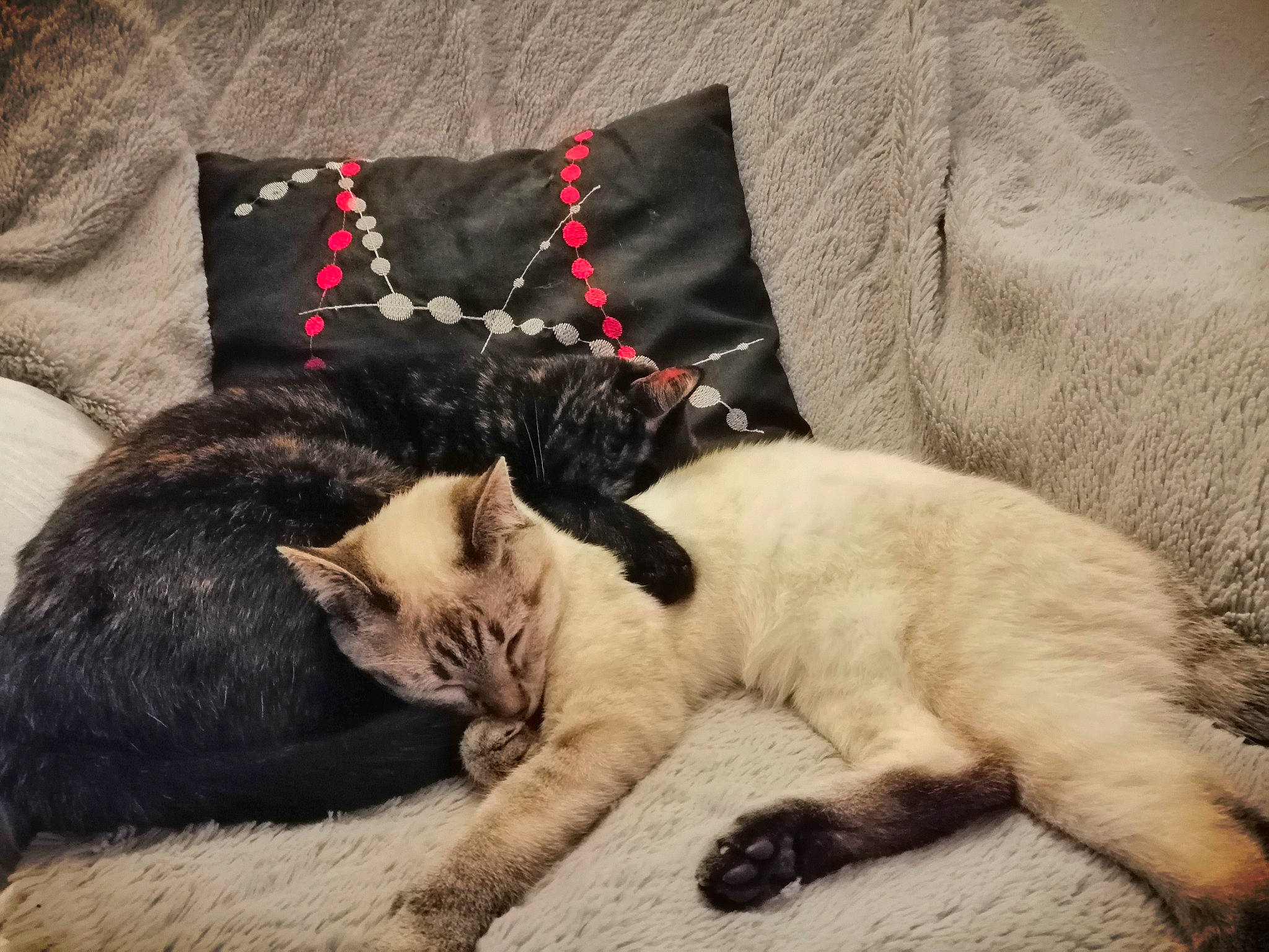 Les Filles participe au concours pour gagner de l'argent avec cette photo : canidae, carnivore, cat, claw, comfort, felidae, fur, kitten, mammal, nap, paw, sleep, small_to_medium_sized_cats, tail, whiskers