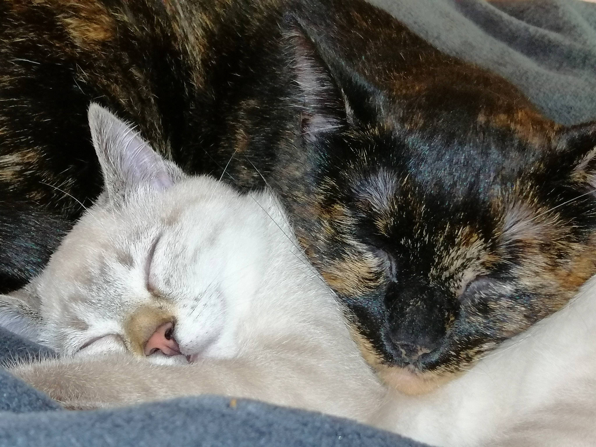 Les Filles participe au concours pour gagner de l'argent avec cette photo : asian, carnivore, cat, claw, domestic_short_haired_cat, ear, european_shorthair, fawn, felidae, fur, german_rex, kitten, mammal, nap, nose, polydactyl_cat, sleep, small_to_medium_sized_cats, snout, whiskers