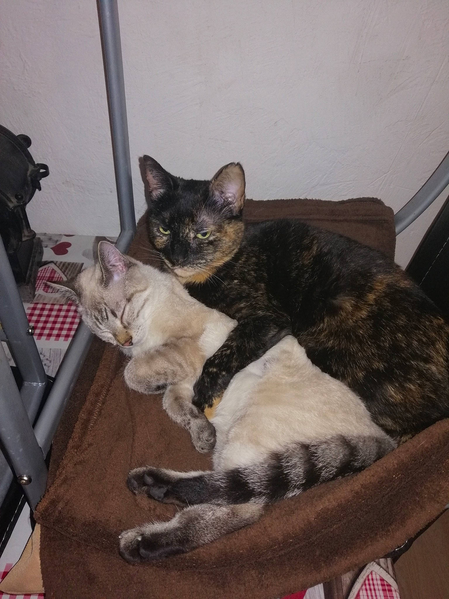 Les Filles participe au concours pour gagner de l'argent avec cette photo : asian, carnivore, cat, cornish_rex, devon_rex, domestic_short_haired_cat, european_shorthair, fawn, felidae, german_rex, kitten, mammal, small_to_medium_sized_cats, whiskers