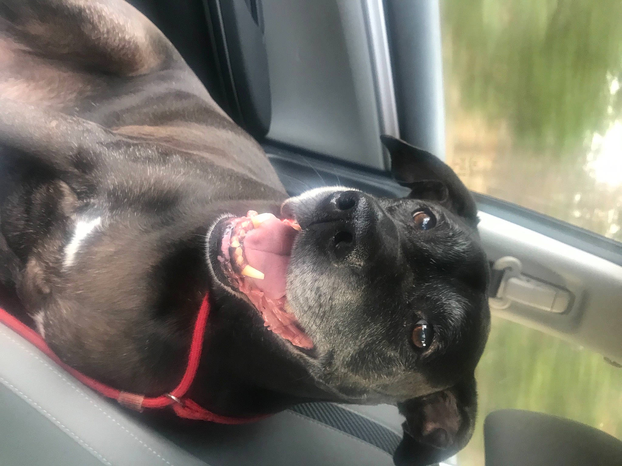 Cooper is registered to the contest to win money with this photo: bandog, cane_corso, canidae, carnivore, companion_dog, dog, dog_breed, fawn, great_dane, guard_dog, non_sporting_group, snout, sporting_group, staffordshire_bull_terrier