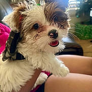 Cupcake joined the competition — help win amazing prizes! puppy, dog, fluffy, white, brown, cute, pet, indoor, person, hand, tongue_out, happy, fur, small_dog, animal, closeup, window, light, hair_tie, playful