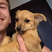Bandit a rejoint le concours — aidez-le/la à gagner de superbes lots ! brown_dog, casual, close_up, cute, dog, ears, face, furry, hand, happy, holding, indoor, light_skin, person, pet, portrait, puppy, short_hair, smile, young_adult
