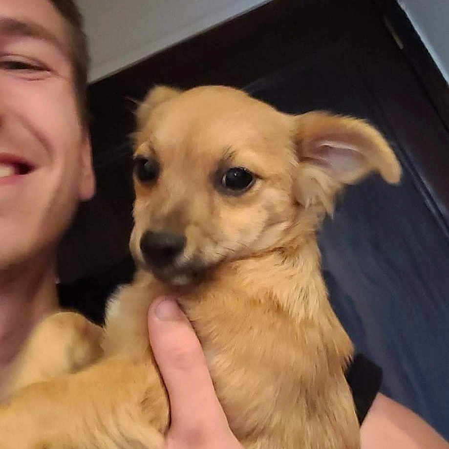 Bandit a rejoint le concours — aidez-le/la à gagner de superbes lots ! brown_dog, casual, close_up, cute, dog, ears, face, furry, hand, happy, holding, indoor, light_skin, person, pet, portrait, puppy, short_hair, smile, young_adult