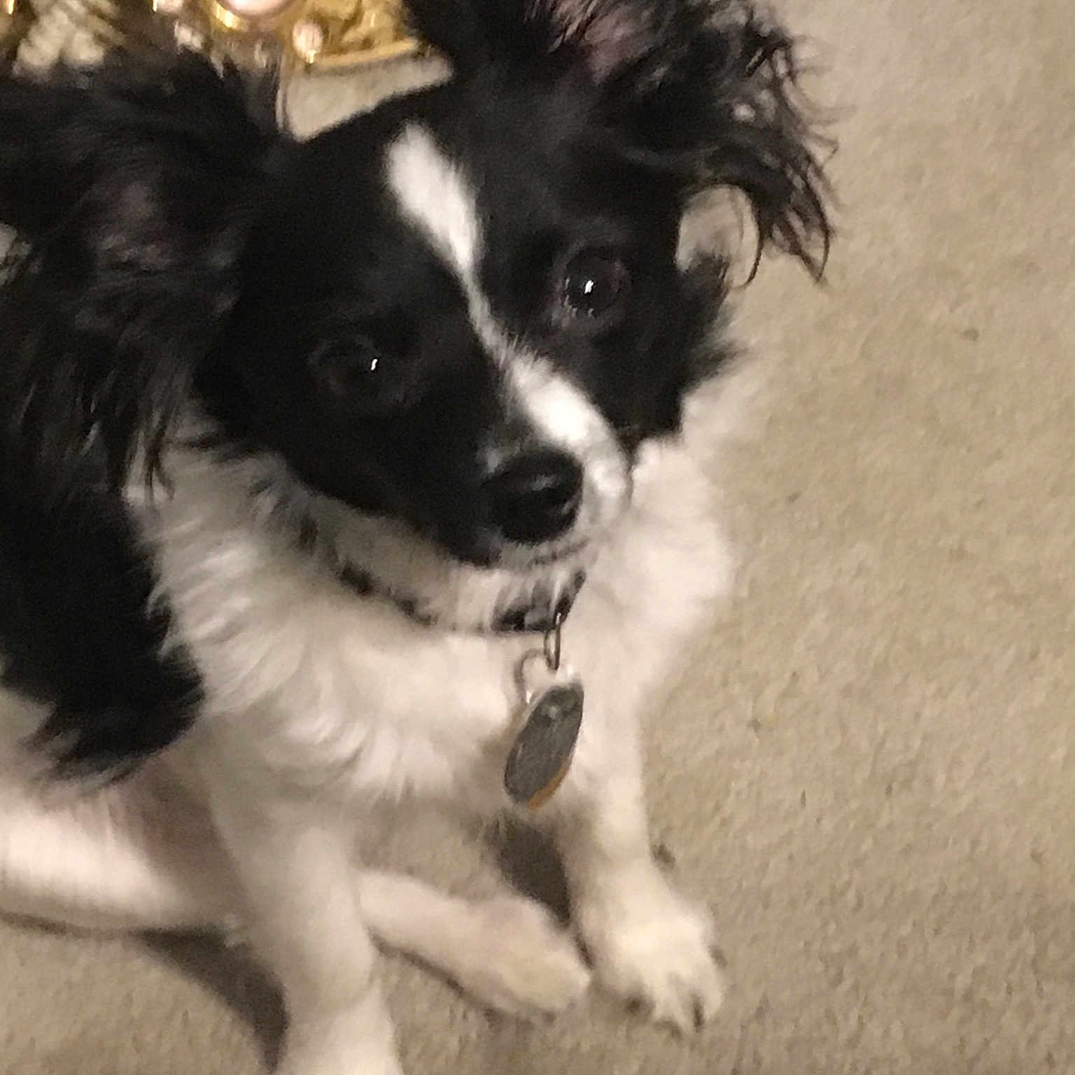 Camden joined the competition — help win amazing prizes! border_collie, canidae, carnivore, companion_dog, dog, dog_breed, mammal, papillon, phalene, puppy, rare_breed_dog, snout, sporting_group, vertebrate