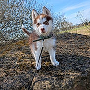 Lucie participe au concours pour gagner de l'argent avec cette photo : puppy, dog, husky, leash, rock, outdoor, nature, sky, blue_sky, grass, bushes, young_dog, pet, animal, cute, fluffy, collar, curious, standing, daytime