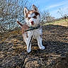 puppy, dog, husky, leash, rock, outdoor, nature, sky, blue_sky, grass, bushes, young_dog, pet, animal, cute, fluffy, collar, curious, standing, daytime