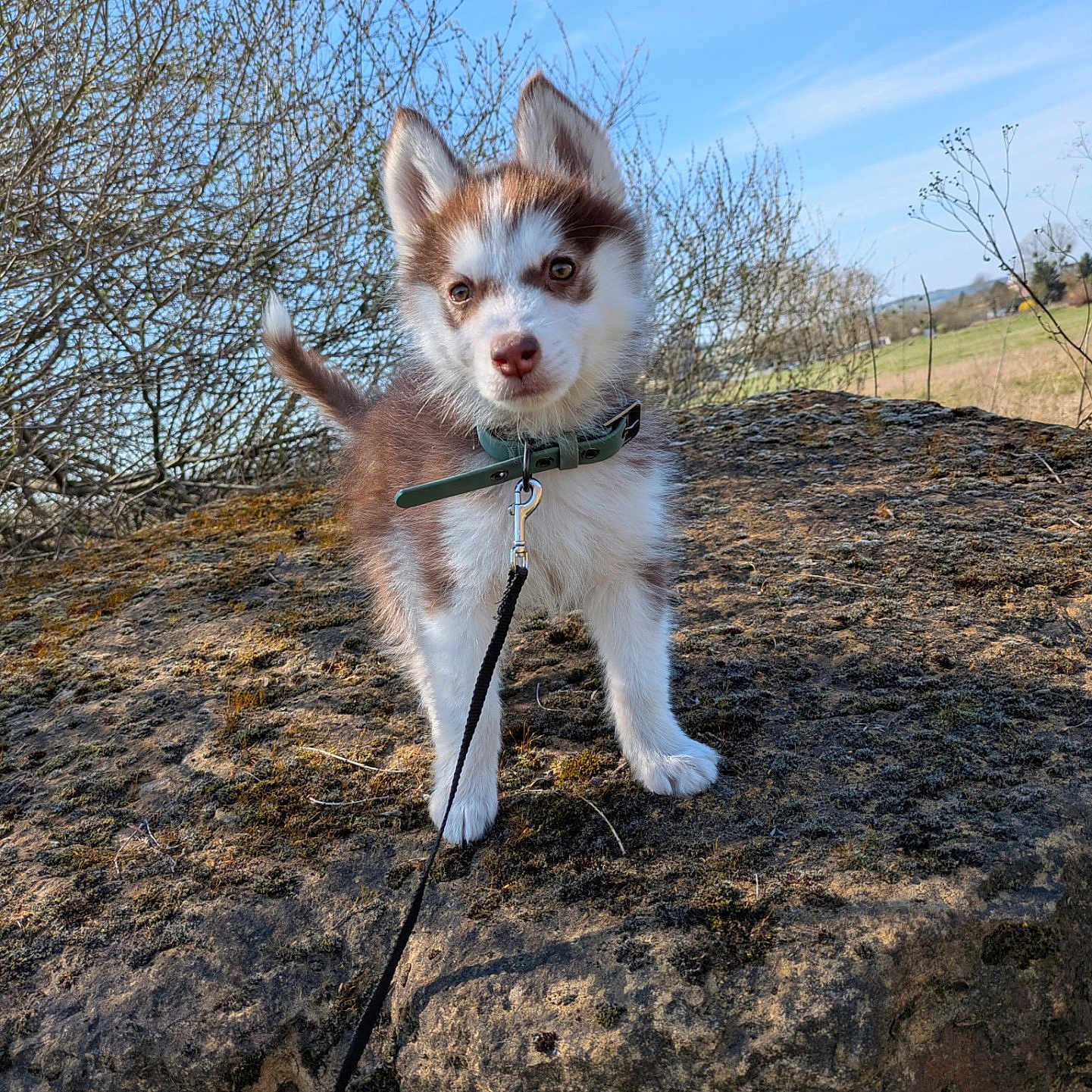 Lucie participe au concours pour gagner de l'argent avec cette photo : puppy, dog, husky, leash, rock, outdoor, nature, sky, blue_sky, grass, bushes, young_dog, pet, animal, cute, fluffy, collar, curious, standing, daytime
