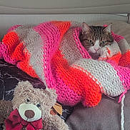 Bébé Lilou participe au concours pour gagner de l'argent avec cette photo : cat, blanket, knit, striped, orange, pink, cream, tabby, face, pet, cozy, couch, plush, teddy_bear, bow, stuffed_animal, indoor, resting, animal, cute