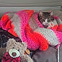 cat, blanket, knit, striped, orange, pink, cream, tabby, face, pet, cozy, couch, plush, teddy_bear, bow, stuffed_animal, indoor, resting, animal, cute