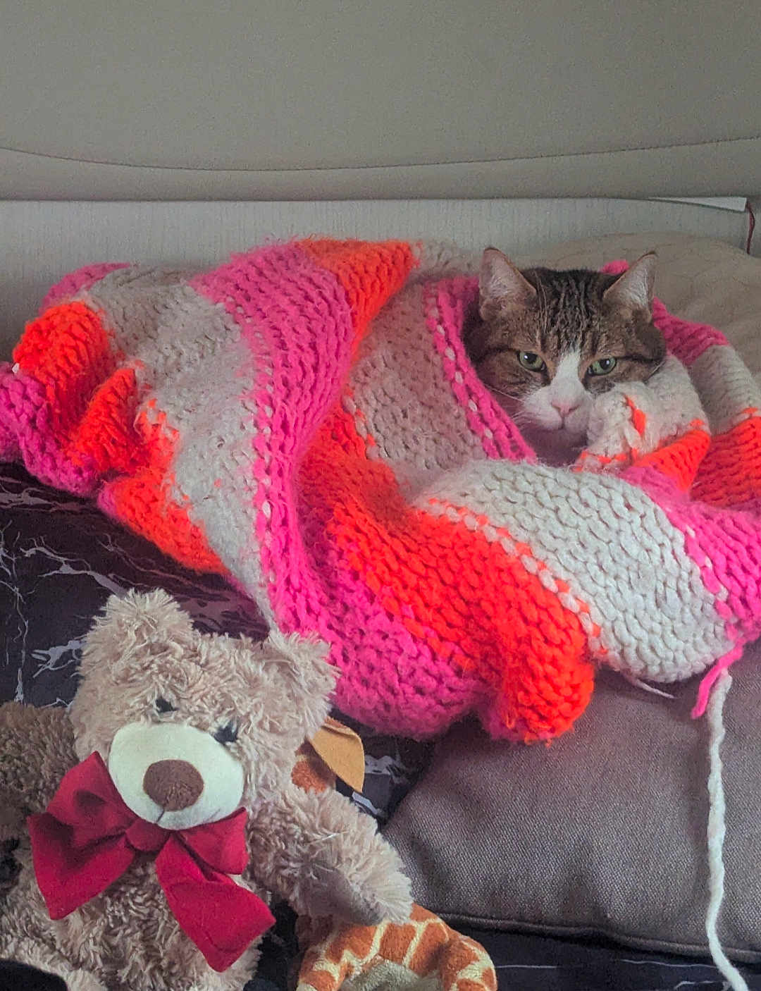 Bébé Lilou participe au concours pour gagner de l'argent avec cette photo : cat, blanket, knit, striped, orange, pink, cream, tabby, face, pet, cozy, couch, plush, teddy_bear, bow, stuffed_animal, indoor, resting, animal, cute