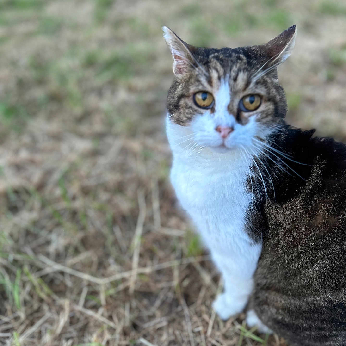 Lizou participe au concours pour gagner de l'argent avec cette photo : animal, cat, closeup, cute, domestic_animal, ears, feline, fur, grass, looking, mammal, nature, outdoor, pet, portrait, sitting, tabby, whiskers, wildlife, yellow_eyes