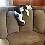 Silver Cherry joined the competition — help win amazing prizes! cat, sleeping, armchair, beige, plush, furniture, indoor, cozy, relaxing, pet, wood_paneling, curtain, window, black_and_white, fur, nap, comfortable, resting, home, quiet