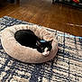 animal, black_and_white_cat, cat, comfort, companion_animal, cozy, cute, domestic_cat, feline, furry_pet, household, indoor, living_room, patterned_rug, pet_bed, relaxed, resting, rug, soft_bed, wooden_floor
