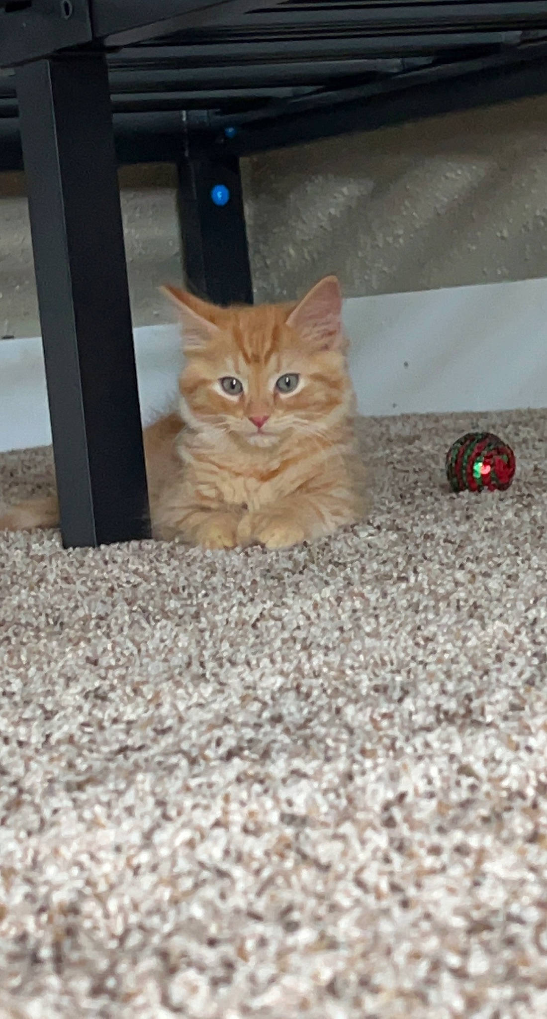 Bagel is registered to the contest to win money with this photo: asphalt, carnivore, cat, domestic_short_haired_cat, eye, fawn, felidae, floor, flooring, fur, hardwood, paw, road_surface, small_to_medium_sized_cats, snout, tail, terrestrial_animal, whiskers, window, wood