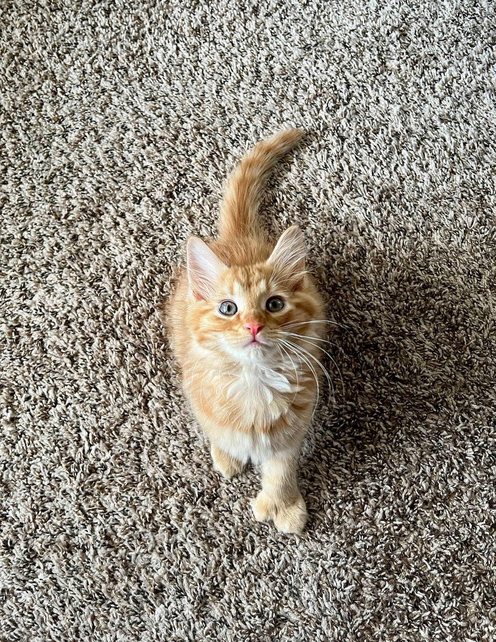 Bagel joined the competition — help win amazing prizes! asphalt, carnivore, cat, claw, domestic_short_haired_cat, fawn, felidae, flooring, fur, gesture, grass, paw, road_surface, sand, small_to_medium_sized_cats, snout, soil, tail, terrestrial_animal, whiskers