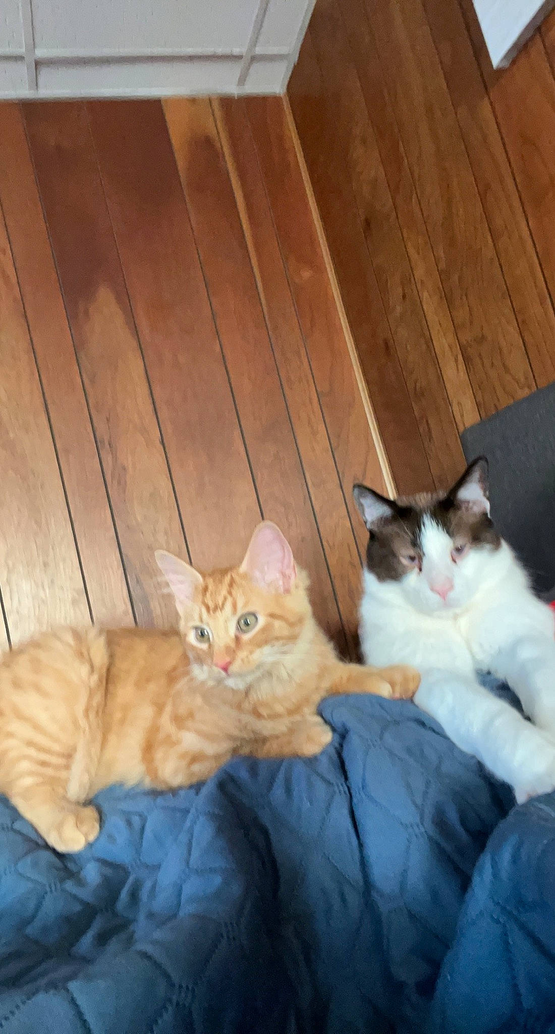 Bagel is registered to the contest to win money with this photo: carnivore, cat, claw, comfort, domestic_short_haired_cat, fawn, felidae, flooring, fur, hardwood, lap, paw, plank, sitting, small_to_medium_sized_cats, tail, whiskers, wood, wood_flooring, wood_stain