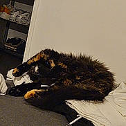 Neya participe au concours pour gagner de l'argent avec cette photo : cat, tortoiseshell, sleeping, fur, cozy, clothes, pile, indoor, carpet, wall, shoe_rack, footwear, black, orange, white, pet, resting, feline, home, relaxed