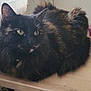 Neya participe au concours pour gagner de l'argent avec cette photo : cat, tortoiseshell, fluffy, table, wooden_table, indoor, window, curtain, pet, animal, feline, relaxed, looking, yellow_eyes, fur, whiskers, domestic, resting, soft_light, closeup