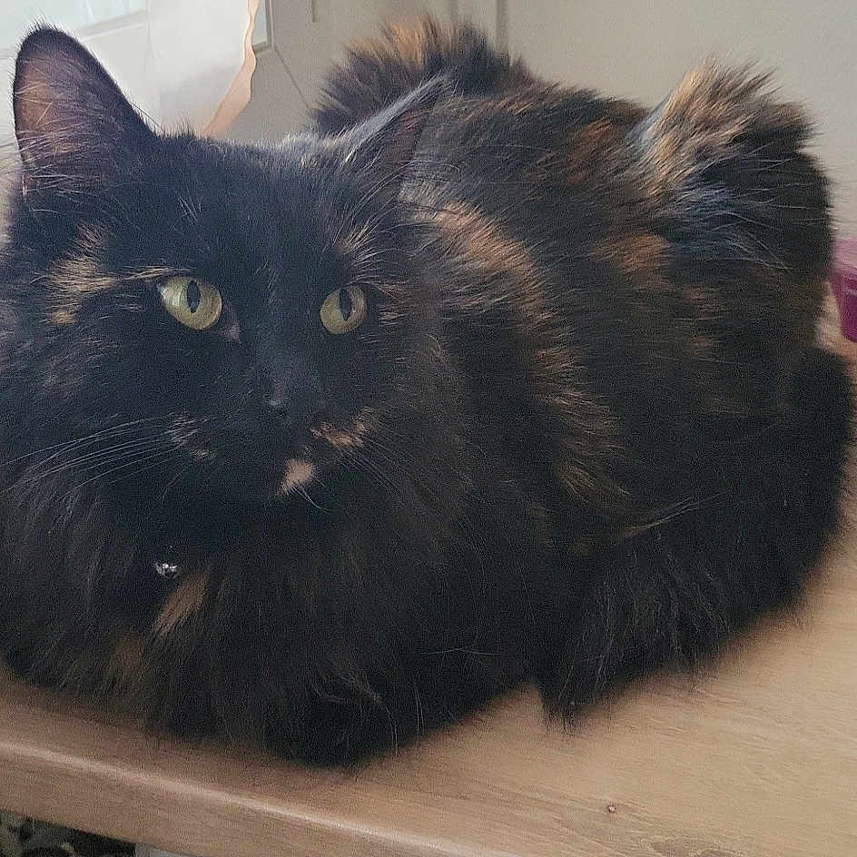 Neya participe au concours pour gagner de l'argent avec cette photo : animal, cat, closeup, curtain, domestic, feline, fluffy, fur, indoor, looking, pet, relaxed, resting, soft_light, table, tortoiseshell, whiskers, window, wooden_table, yellow_eyes