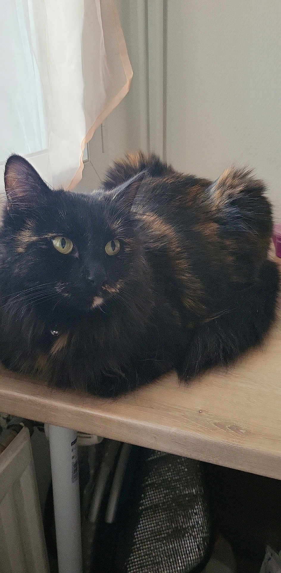 Neya participe au concours pour gagner de l'argent avec cette photo : cat, tortoiseshell, fluffy, table, wooden_table, indoor, window, curtain, pet, animal, feline, relaxed, looking, yellow_eyes, fur, whiskers, domestic, resting, soft_light, closeup
