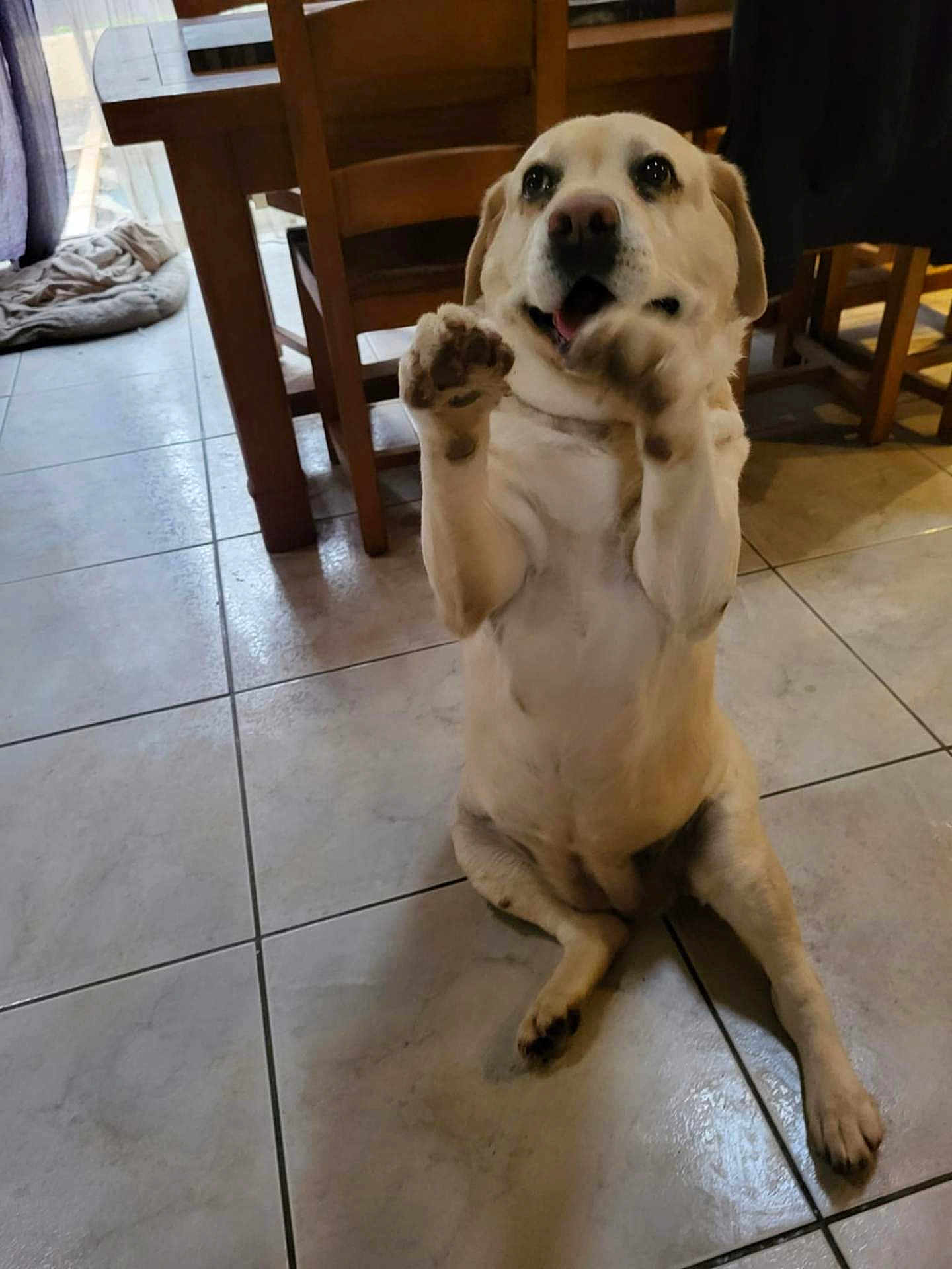 Maïly participe au concours pour gagner de l'argent avec cette photo : dog, pet, indoor, tile_floor, wooden_chair, animal, cute, sitting, raised_paws, happy, canine, domestic, floor, light, room, fur, mammal, playful, friendly, house