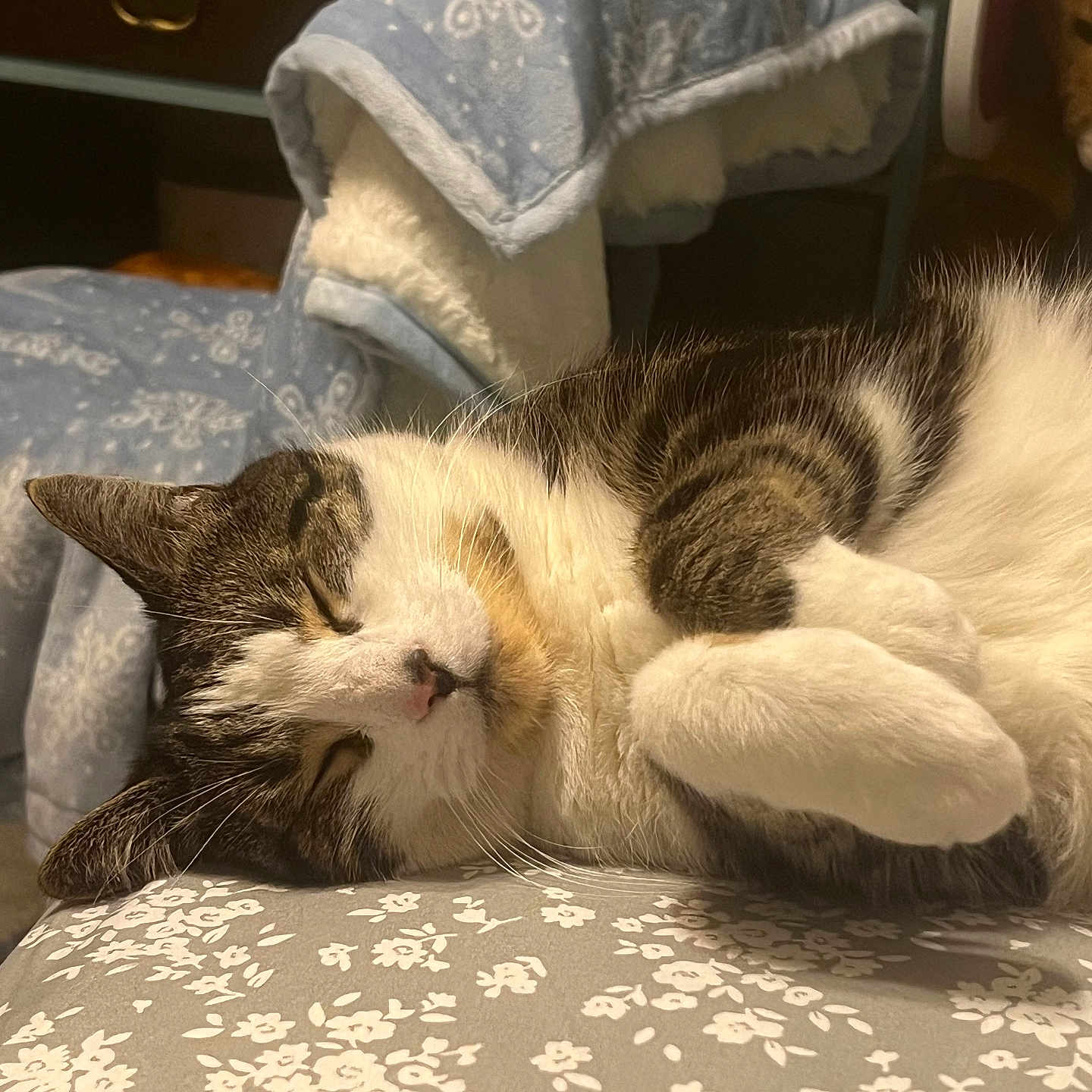 Loki