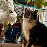 Loki joined the competition — help win amazing prizes! cat, tabby, white, flower, orchid, pot, plant, indoor, window, sunlight, shadow, greenery, wooden_floor, pet, animal, nature, domestic, curious, sitting, cozy