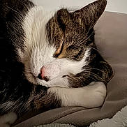 Loki joined the competition — help win amazing prizes! cat, sleeping, close_up, fur, paw, blanket, cozy, rest, pet, animal, domestic_animal, cute, whiskers, pink_nose, relaxation, soft_texture, indoor, calm, nap, feline