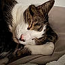 cat, sleeping, close_up, fur, paw, blanket, cozy, rest, pet, animal, domestic_animal, cute, whiskers, pink_nose, relaxation, soft_texture, indoor, calm, nap, feline