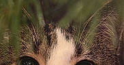 Loki joined the competition — help win amazing prizes! cat, close_up, animal, eyes, whiskers, fur, greenery, leaves, nature, curious, pet, cute, portrait, mammal, outdoor, wildlife, tabby, white, brown, focus