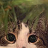 cat, close_up, animal, eyes, whiskers, fur, greenery, leaves, nature, curious, pet, cute, portrait, mammal, outdoor, wildlife, tabby, white, brown, focus