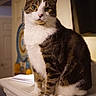 Loki joined the competition — help win amazing prizes! cat, tabby, white_fur, indoor, mantelpiece, pet, animal, feline, sitting, curious, calm, portrait, domestic, whiskers, ears, eyes, fur, closeup, household, cozy