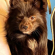 Panda joined the competition — help win amazing prizes! animal, black_dog, brown_eyes, chair, close_up, cozy, cute, dog, ears, face, fluffy, fur, indoors, leather, nose, pet, portrait, sunlight, whiskers, winking